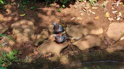 Two pigeons on rocky riverbank in sunny urban park