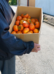 庭で採れた柿をお裾分けに運ぶシニア男性｜段ボール箱いっぱいの秋の果物