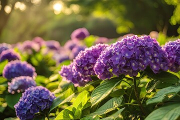 A vibrant garden of purple hydrangeas, with lush green leaves and a variety of flowers in different stages of bloom, set against a backdrop of a serene lake and rolling hills under a clear blue sky.