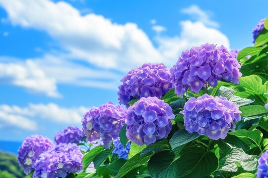 A vibrant display of hydrangeas in full bloom, their purple hues contrasting beautifully with the clear blue sky in the background.