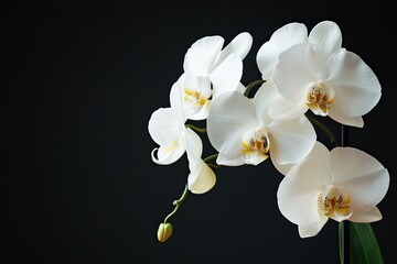 A delicate orchid with white petals and yellow centers, set against a dark background.