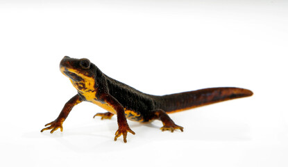 Sword-tail newt // Japanischer Feuerbauchmolch, Schwertschwanzmolch (Cynops ensicauda)