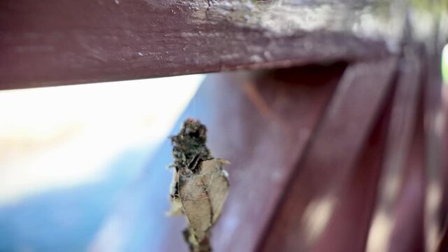Bagworm caterpillar constructing and living inside its silken case covered with plant debris