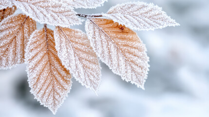 Frosted brown beech leaf cluster with delicate ice crystals creating serene winter texture