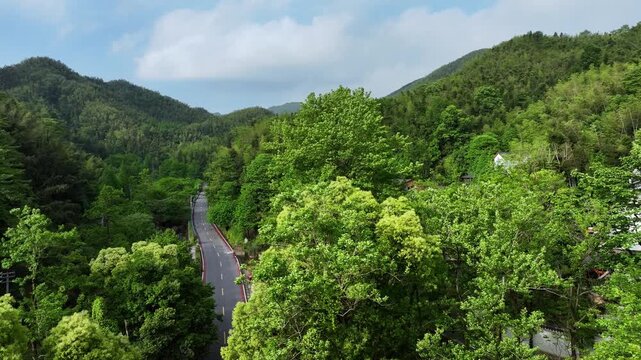 Overlooking a mountain road winding through lush bamboo forests