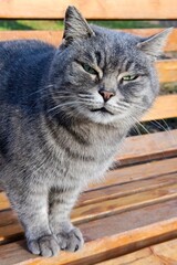 Close-up portrait of a grey tabby cat sitting on a wooden bench outdoors. The cat looks directly at the camera with a calm, expressive face. Natural daylight, detailed fur texture, outdoor park 