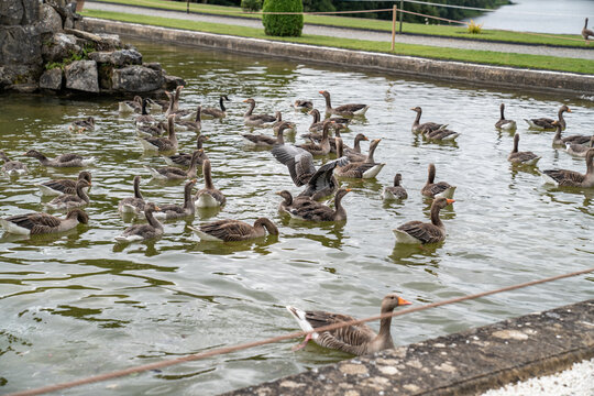 Flock of geese floating on calm pond water with ripples and reflections.