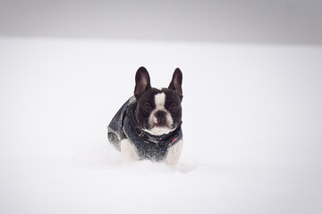 French bulldog standing in deep snow during winter. Small dog enjoying cold weather outdoors.