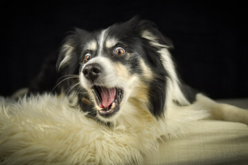 Border Collie lying on a rug, focused expression while watching and catching a treat.	
