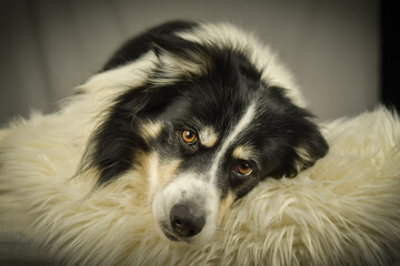 Close-up portrait of a black and white Border Collie lying on a fluffy white rug against a dark background.	