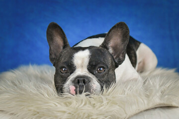French Bulldog Posing on Faux Fur with Blue Background. A black and white French Bulldog with distinctive facial markings lies on a soft white faux fur rug against a rich blue studio backdrop