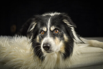Close-up portrait of a black and white Border Collie lying on a fluffy white rug against a dark background.	