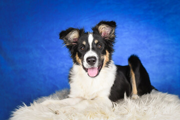 Cute Border Collie puppy lying on fluffy rug in studio. Adorable Border Collie puppy lying on a white fluffy rug against a blue studio background. The young dog looks directly at the camera.