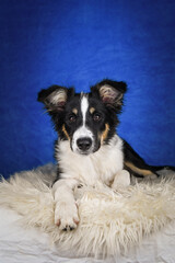 Cute Border Collie puppy lying on fluffy rug in studio. Adorable Border Collie puppy lying on a white fluffy rug against a blue studio background. The young dog looks directly at the camera.