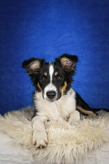 Cute Border Collie puppy lying on fluffy rug in studio. Adorable Border Collie puppy lying on a white fluffy rug against a blue studio background. The young dog looks directly at the camera.