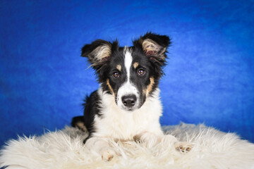 Cute Border Collie puppy lying on fluffy rug in studio. Adorable Border Collie puppy lying on a white fluffy rug against a blue studio background. The young dog looks directly at the camera.