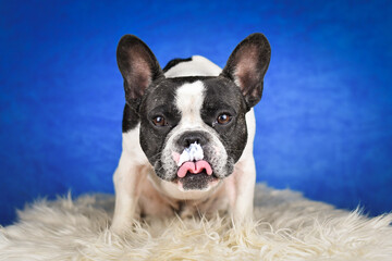 French Bulldog Posing on Faux Fur with Blue Background. A black and white French Bulldog with distinctive facial markings lies on a soft white faux fur rug against a rich blue studio backdrop