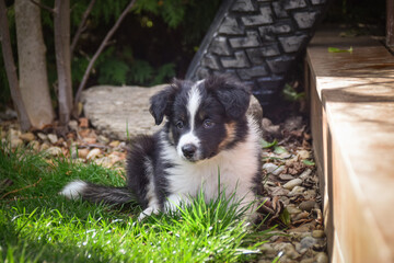 Adorable Border Collie puppy resting and playing on a wooden terrace in sunlight. Curious young dog lying peacefully, chewing on a toy, and observing its surroundings.	