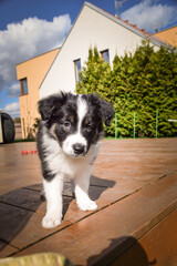 Adorable Border Collie puppy resting and playing on a wooden terrace in sunlight. Curious young dog lying peacefully, chewing on a toy, and observing its surroundings.	