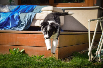 Adorable Border Collie puppy resting and playing on a wooden terrace in sunlight. Curious young dog lying peacefully, chewing on a toy, and observing its surroundings.	