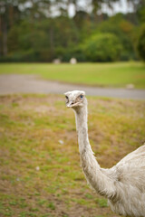 A rhea standing on green grass with its long neck raised and alert expression. The large flightless bird is photographed in a natural outdoor enclosure with a soft blurred background.