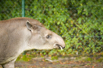 South American tapir reaching up to tree branches, side profile.	
