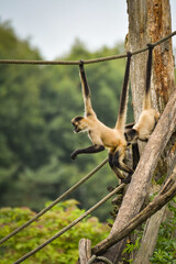 A spider monkey climbing on wooden structures and ropes, showing its agility and long tail. The moment captures natural animal behavior in an outdoor environment.	