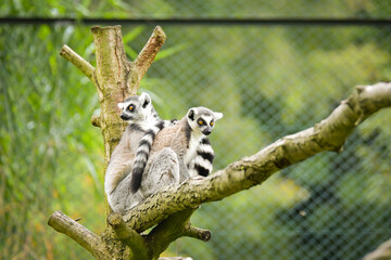 Fototapeta premium A ring-tailed lemur sitting and calmly observing its surroundings. The lemur’s expressive yellow eyes, soft grey fur, and iconic striped tail are clearly visible, capturing its curious and relaxed