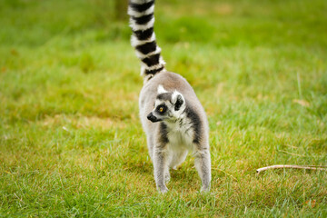 Fototapeta premium A ring-tailed lemur sitting and calmly observing its surroundings. The lemur’s expressive yellow eyes, soft grey fur, and iconic striped tail are clearly visible, capturing its curious and relaxed