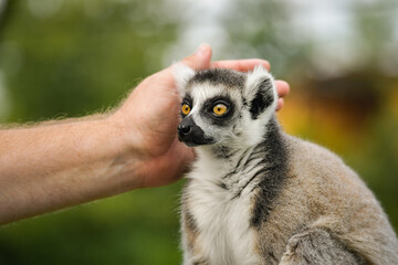 Fototapeta premium A ring-tailed lemur sitting and calmly observing its surroundings. The lemur’s expressive yellow eyes, soft grey fur, and iconic striped tail are clearly visible, capturing its curious and relaxed