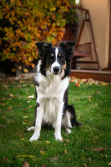 Beautiful Border Collie dog posing among colorful autumn leaves. Intelligent herding dog with bright eyes surrounded by red and orange foliage, looking up at the camera.	