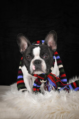 Portrait of a French Bulldog wearing a colorful striped scarf, sitting on a fluffy rug with black studio background.	