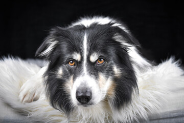 Close-up portrait of a black and white Border Collie lying on a fluffy white rug against a dark background.	