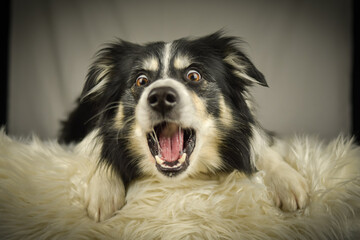Border Collie lying on a rug, focused expression while watching and catching a treat.	