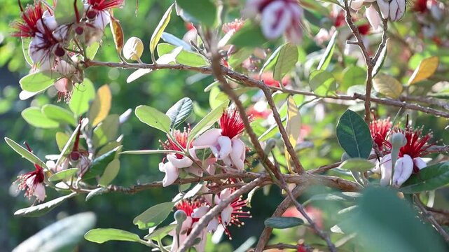 An ant moving along the stem of a feijoa tree close up nature detail