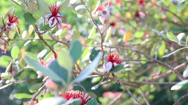 Ants on feijoa flower close up nature detail