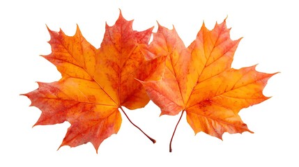 Obraz premium Bright orange and red autumn maple leaves isolated on white background
