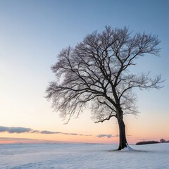 Lone bare tree silhouetted against a soft pastel winter sunset sky