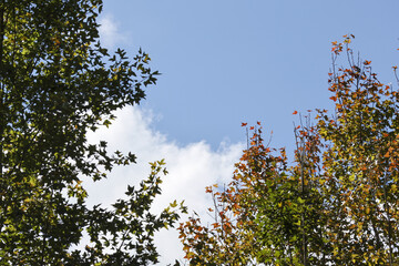 Low angle view of tree tops with colorful autumn foliage against beautiful blue sky with white clouds. Peaceful and serene natural background showing changing leaves