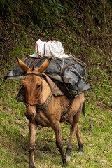 Fototapeta premium Traditional transport: working mule loaded with supplies in rural Colombia