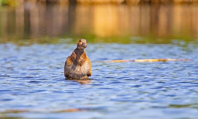 Common Pochard (Aythya ferina) is a common species in the Sultan Marshe Wetland in Kayseri.