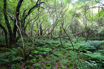 dense wild forest with ferns and old trees