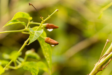 Extreme close-up of small, developing chili peppers (Capsicum frutescens) with dew drops hanging on a vibrant plant in a soft-focus garden setting.
