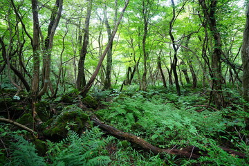 dense wild forest with ferns and old trees