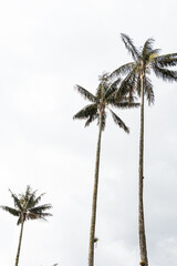 Obraz premium palm tree on blue sky
