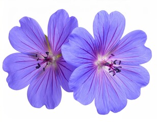 Fototapeta premium Two lavender-blue wildflowers, detailed & isolated