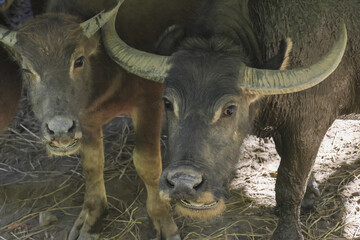 Naklejka premium Calm water buffalo with its young calf on rural farm in Asia. close up portrait of domestic animal with large horns, expressing protective parental bond in countryside