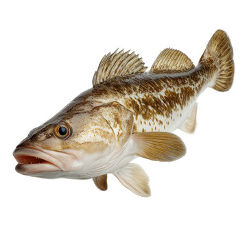 Cod fish Isolated on Transparent Background. PNG