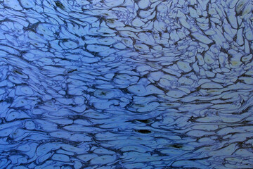 Abstract Blue and White Fluid Texture with Intricate Patterns