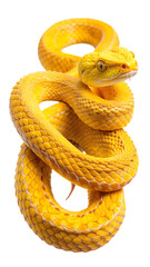 Obraz premium Vibrant yellow viper coiled in intricate pattern, displaying detailed scales and piercing reptilian eyes. a striking close-up of a venomous serpent.